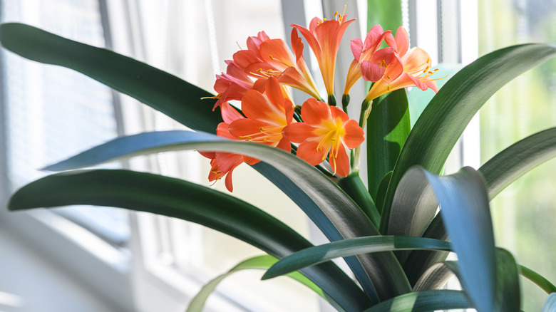 Bright orange clivia blooms on a bright windowsill