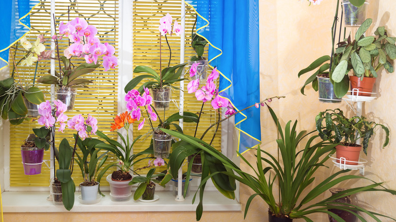 A variety of plants grouped together including cacti, orchids,  and clivia plants