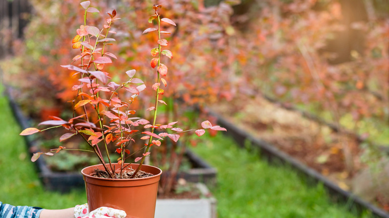 A person with gloves hold a blueberry plant in a brown pot
