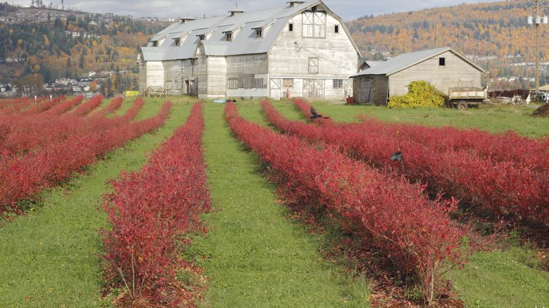 Rows of red blueberry bushes dying back in fall