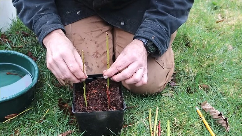 Man's hands planting blueberry cuttings in growing medium pot