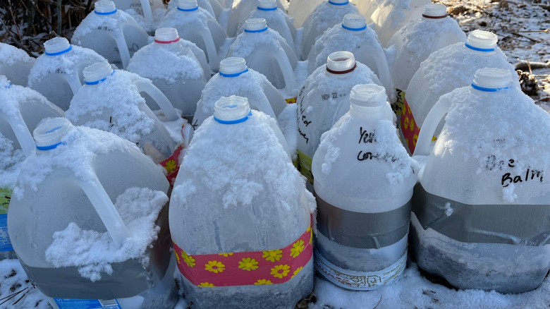Winter sown seeds outdoors in containers