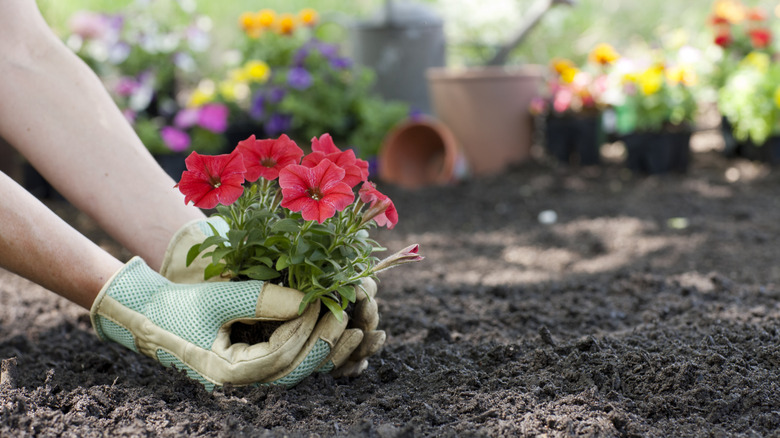a gardener plants petunias in a garden bed