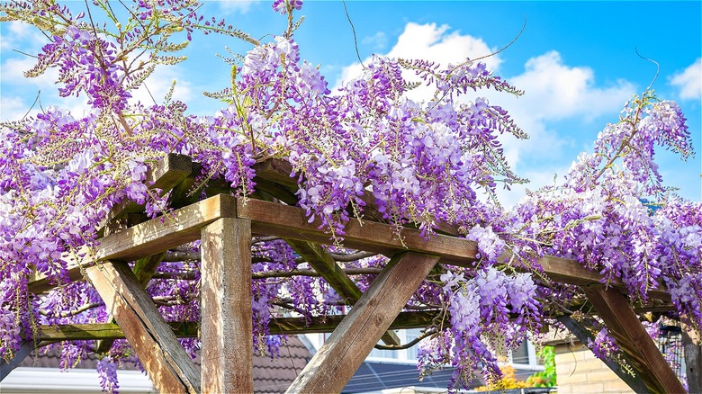 Chinese wisteria growing on pergola