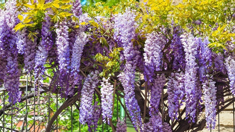 Lavender Chinese wisteria in garden