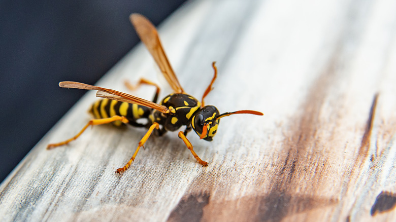 Close-up of a wasp on a wooden surface
