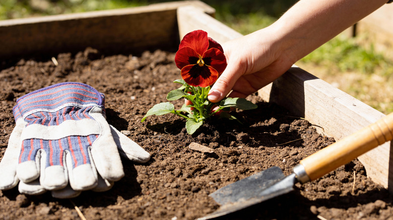 Closeup of a hand planting a flower in a raised garden bed