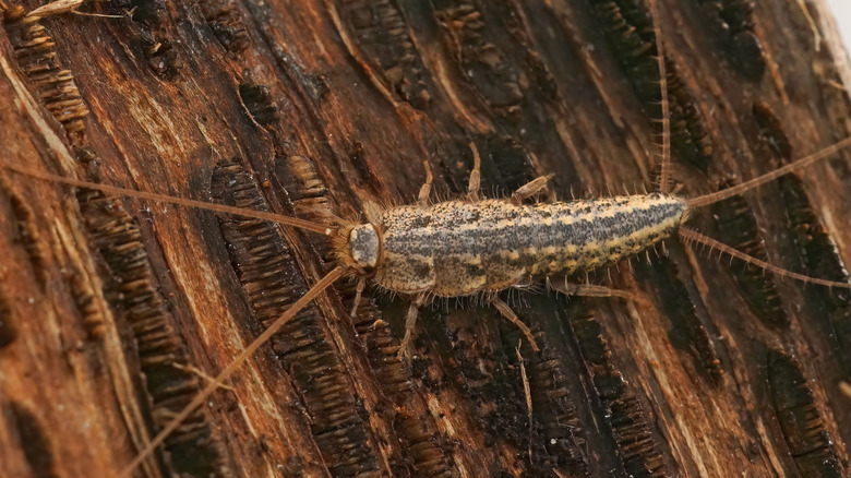 Silverfish on floor