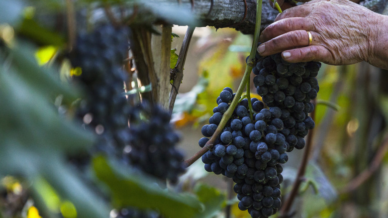 Hand harvesting purple grapes hanging from a wood support