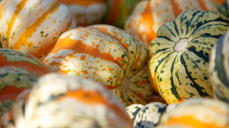 Acorn squash and carnival pumpkins.