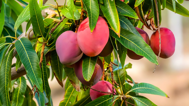 red mango fruit on tree
