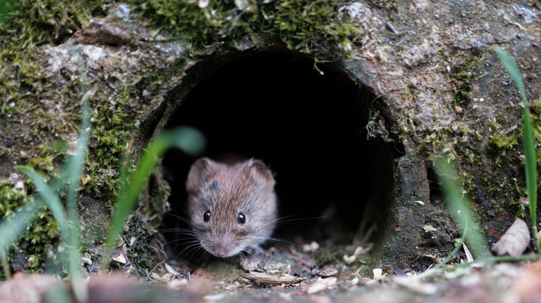 vole in yard