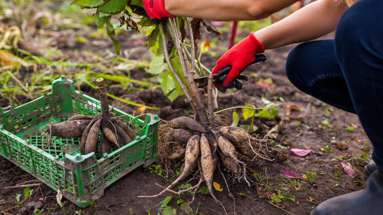 Woman cuts back dahlia tuber roots outside