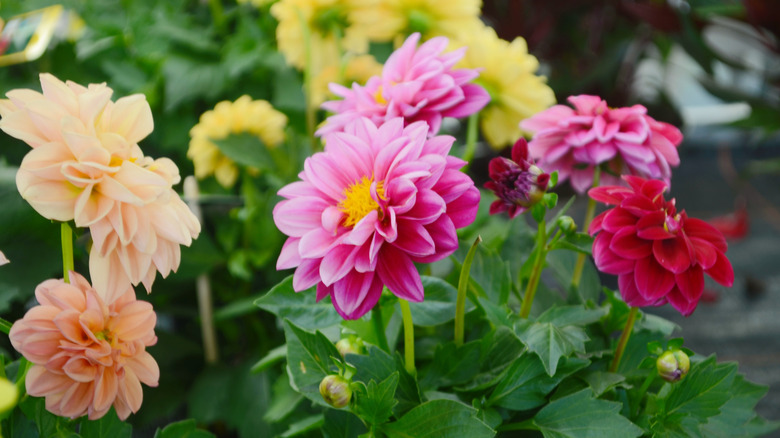 Patch of colorful dahlias in the garden in peach, pink, and a deep pinkish-red on a background yellow flowers