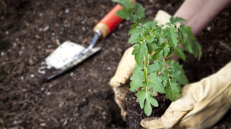 A gardener wearing gloves planting a tomato seedling in well-prepared soil