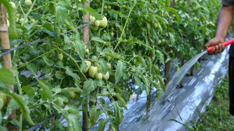 A gardener watering large tomato plants with a hose