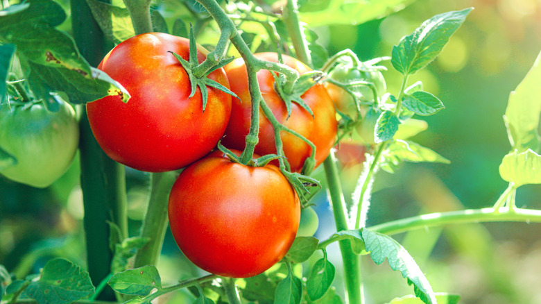 Three tomatoes growing in a garden