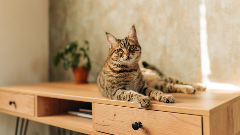 Striped cat sitting on mid-century modern wood desk