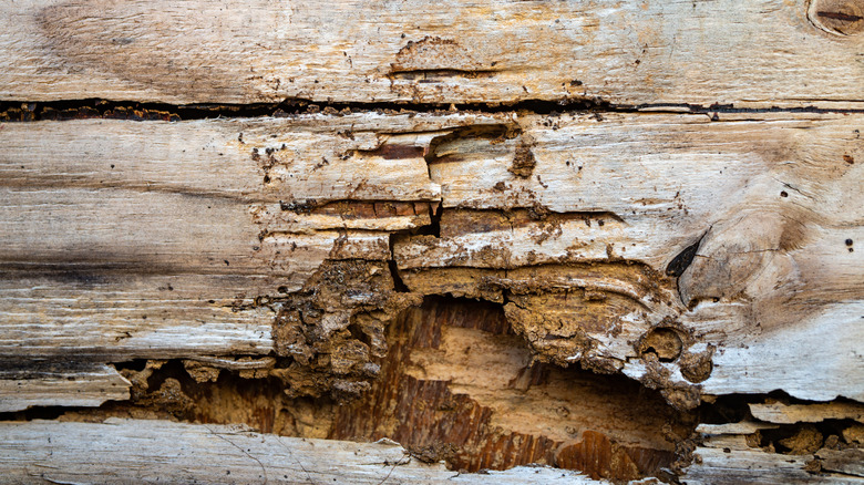 Closeup of a section of wood that has been eaten by termites.