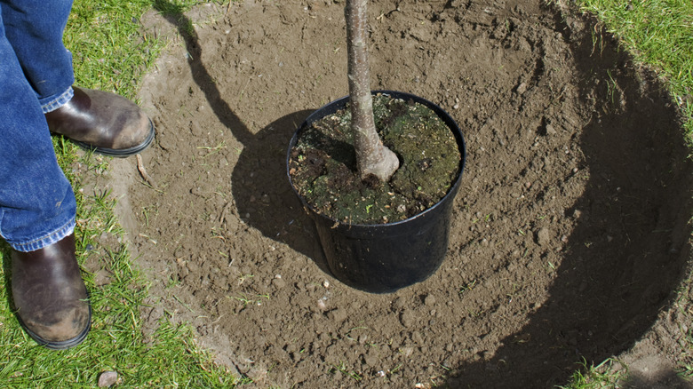 Potted tree sitting in the middle of a hole ready for planting