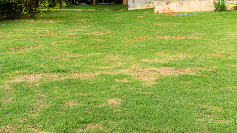 Dead patches of grass in a lawn