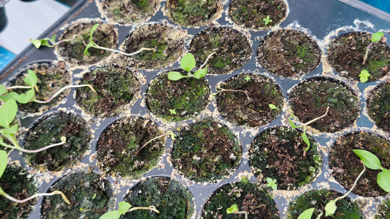 Tray of seedlings infected with damping off