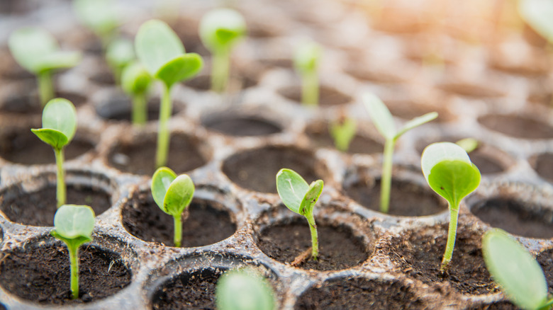 Healthy seedlings growing in seed tray