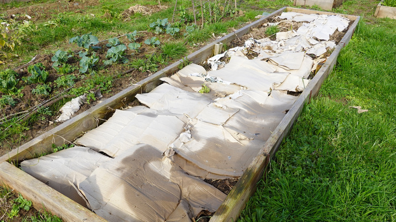 A raised garden bed with layers of cardboard