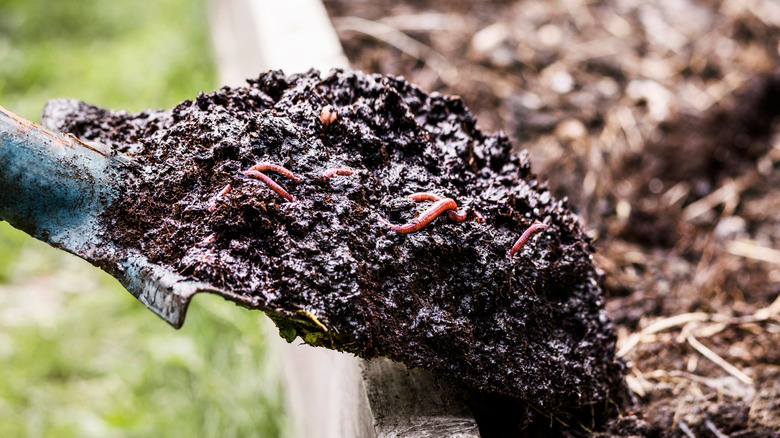 A person puts a shovel full of compost into a garden bed