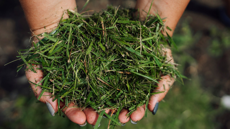 Hands hold a clump of freshly clipped grass