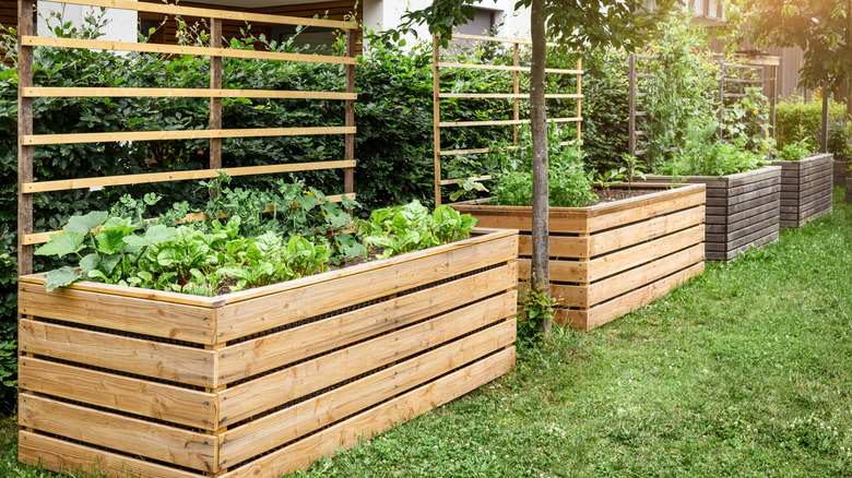 Raised garden beds made of wood, full of greenery
