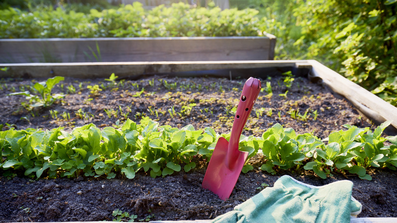 Vegetables planted in rich soil in raised garden bed