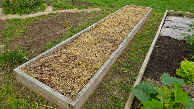 Straw mulch strewn over a raised garden bed