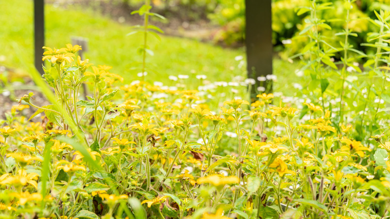 Yellow and white flowers on long stems growing on a hillside.