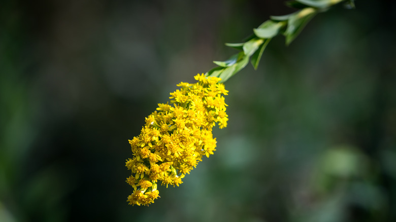 goldenrod flower