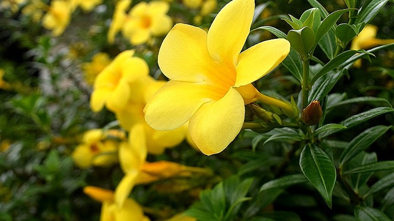 Close-up of a Carolina jessamine flower growing in a garden