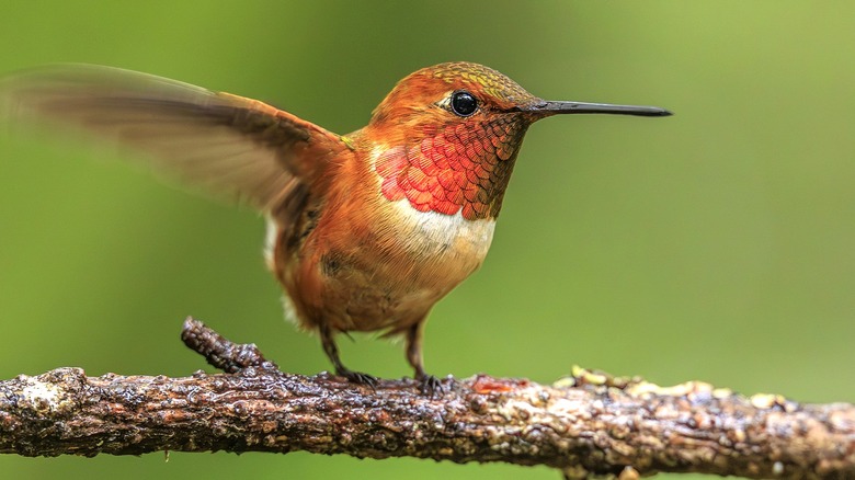 A rufous hummingbird stands on a branch with its wings beating