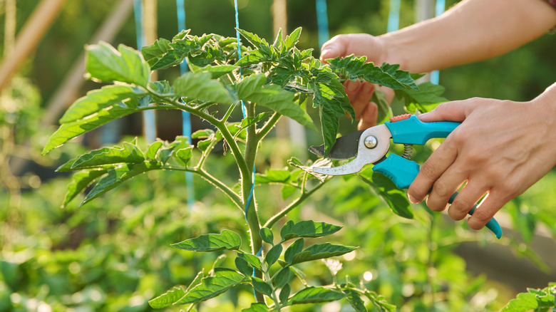 hands with pruning shears trimming tomoato leave off the top of a tomato plant