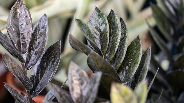 ZZ 'Raven' leaves looking dark and shiny.