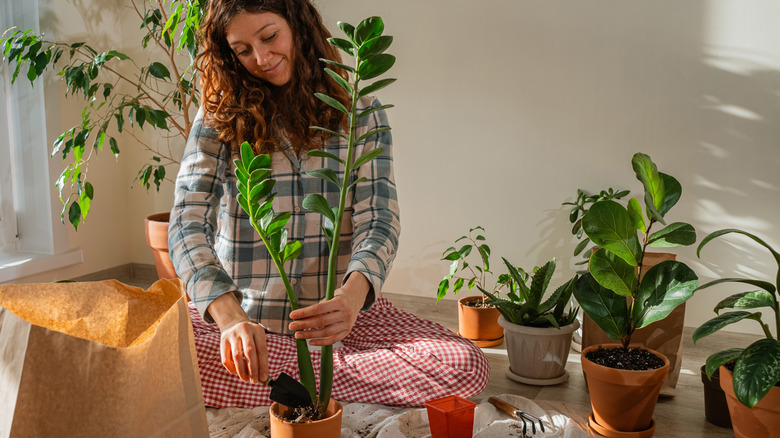 Woman cares for ZZ plant and other indoor plants.