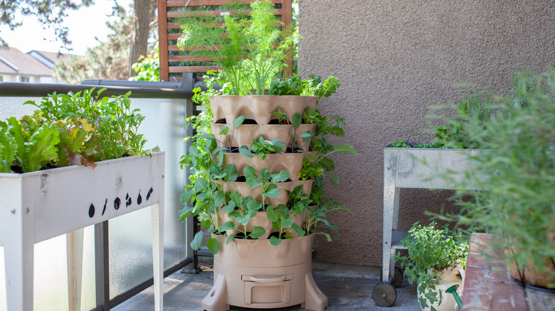 herb garden on patio