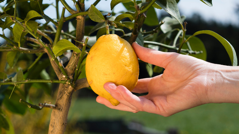lemon growing on small tree