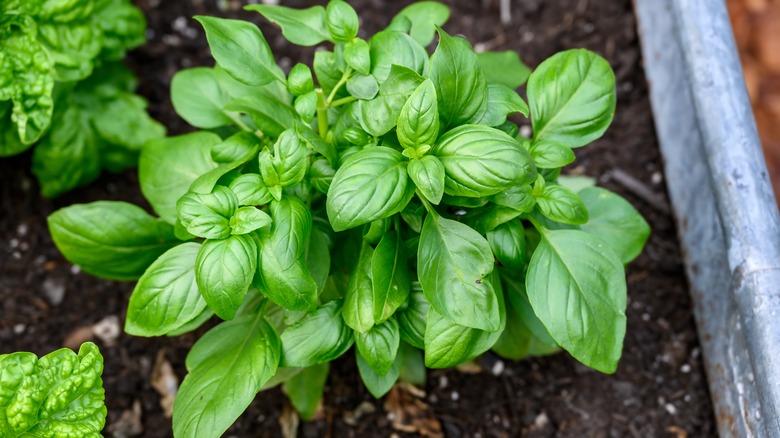 basil plant growing in garden