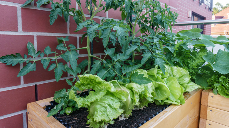 tomato and lettuce plants