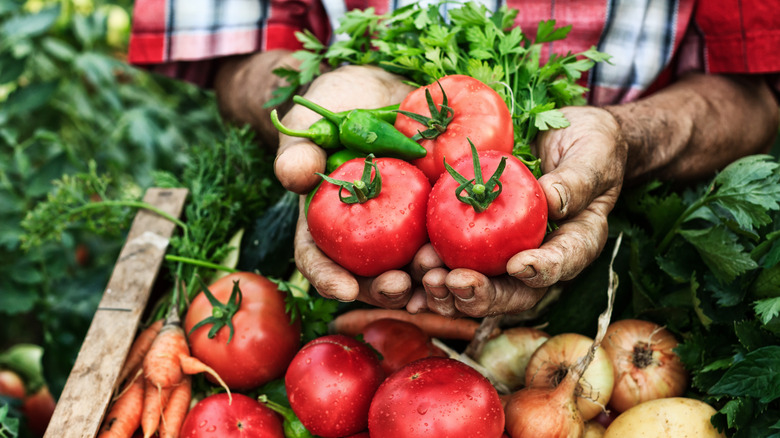 tomatoes and onions in bin