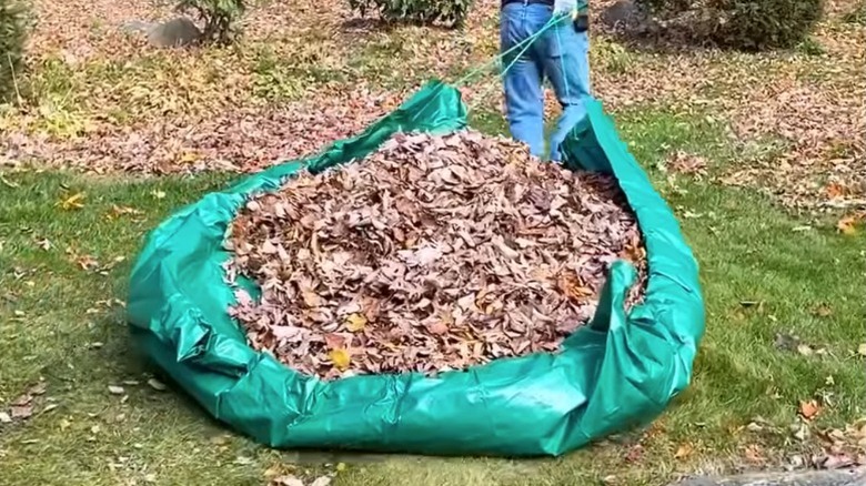 Man using Harbor Freight drawstring tarp to pull leaf pile off of lawn