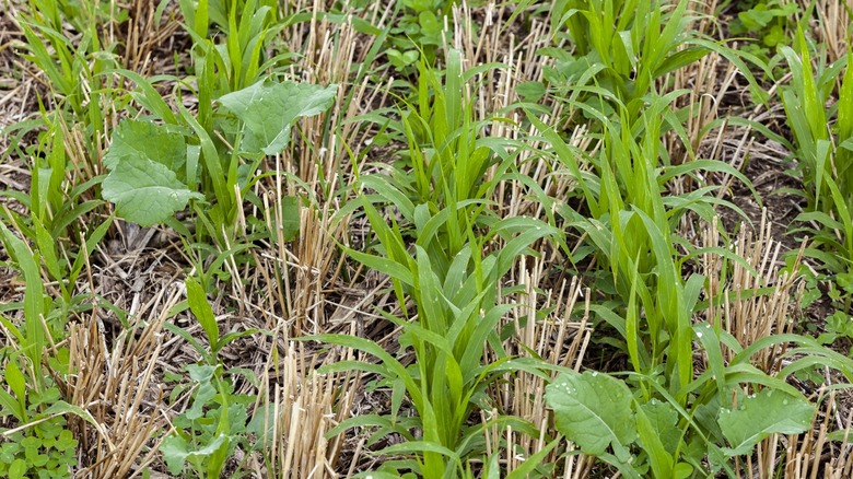 Cover crops growing winter wheat