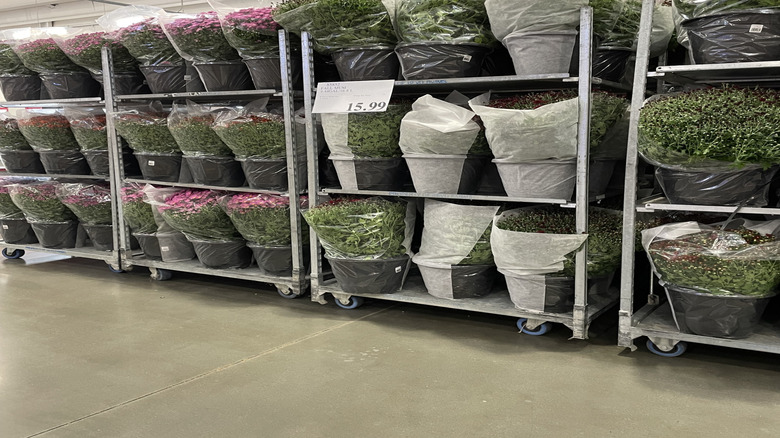 Flowers and plants for sale at Costco