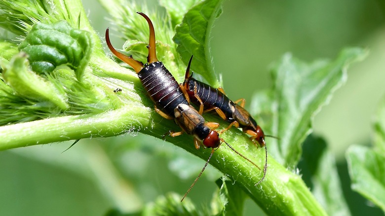 Two earwigs on the soft stem of a plant