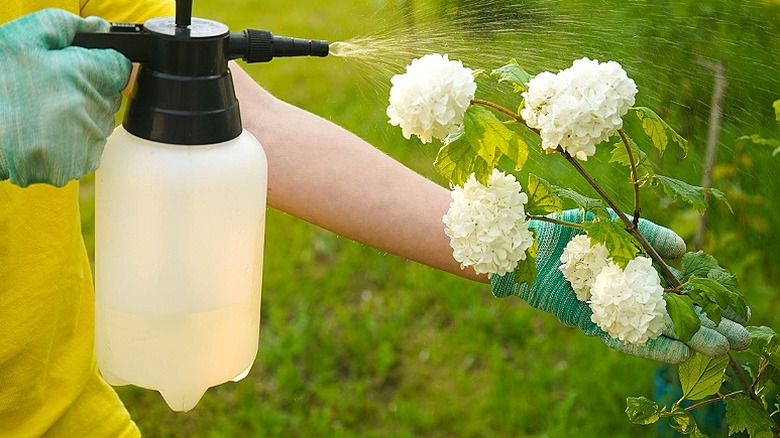 Person using a spray bottle to cover plants with garlic spray as a pest deterrent